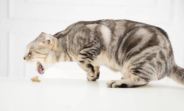 Best cat food for sensitive stomach