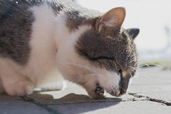 Best cat food for sensitive stomach
