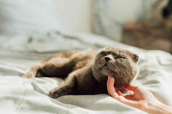 best cat food for sensitive stomach