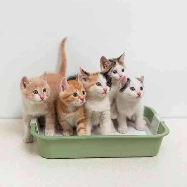 Best cat litter for multiple cats