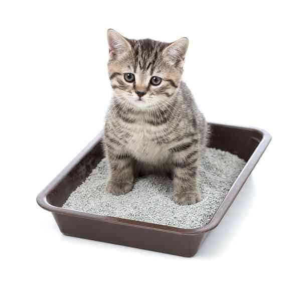 Best cat litter