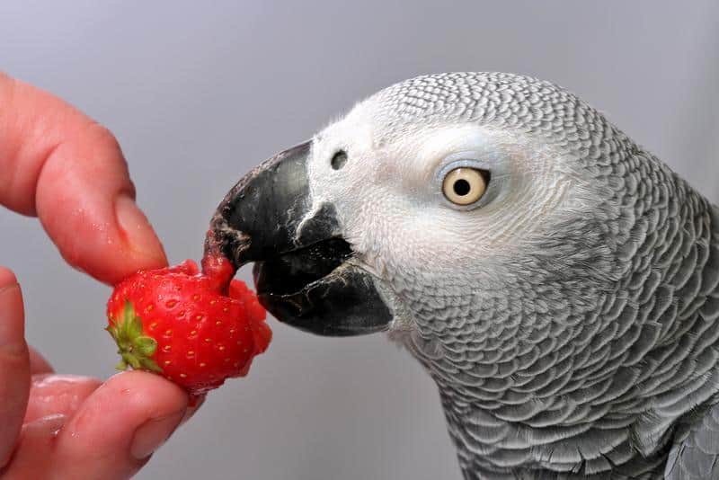 African gray parrot eating strawberry