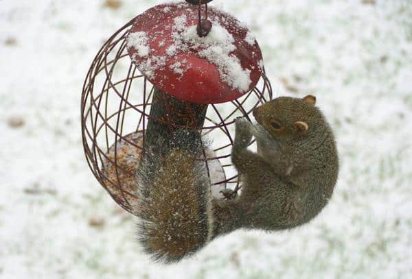 best squirrel proof bird feeder