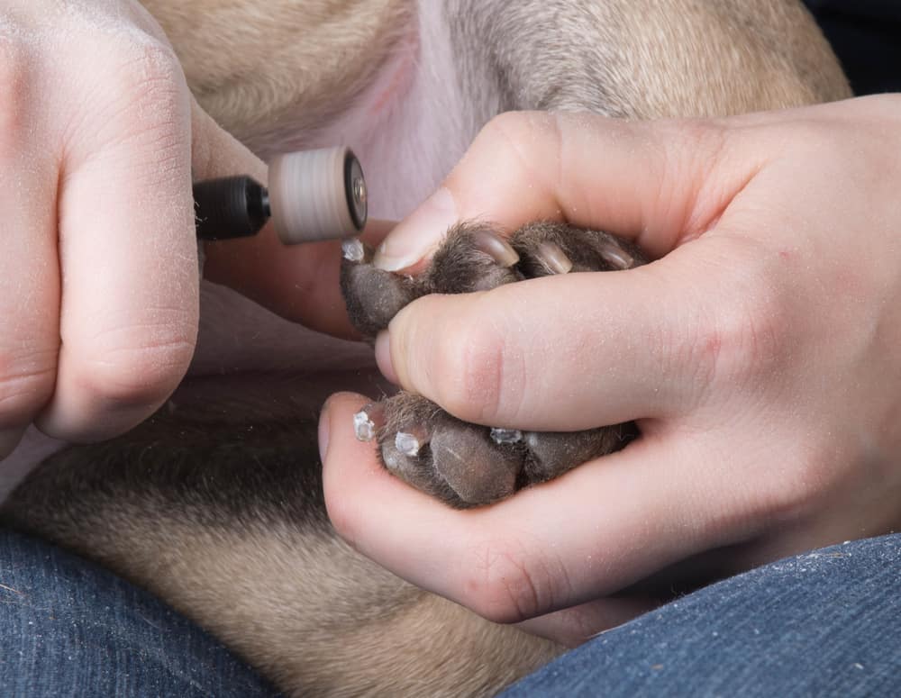 A dog's paw help by a human to grind the dog's nails
