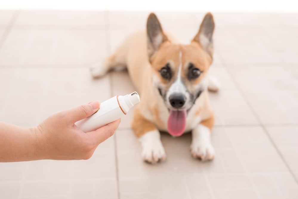 Woman's hand holding dog nail grinders in front of a puppy