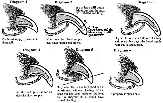 Illustration of proper nail care dog grinding angle