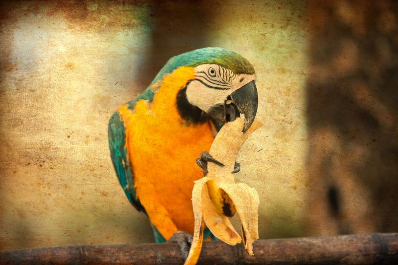 parrot eating banana