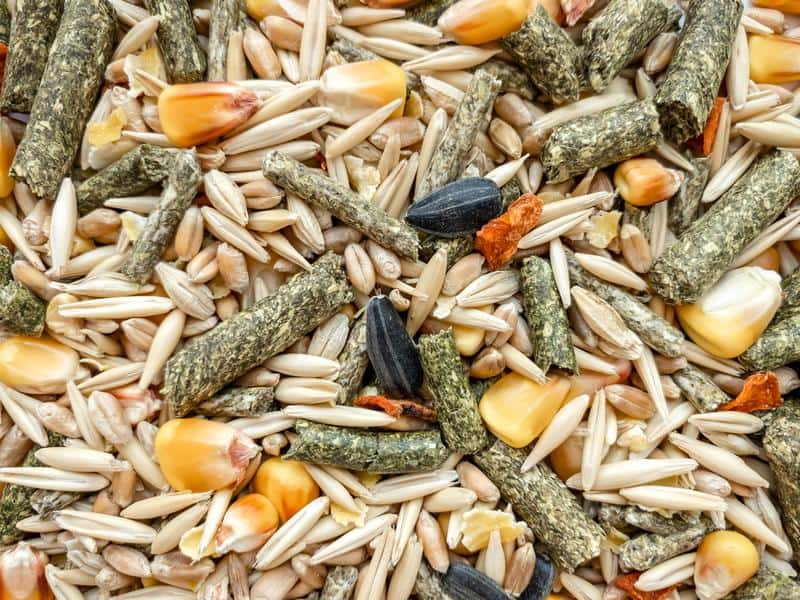 Best Parrot Foods: pellets and seeds