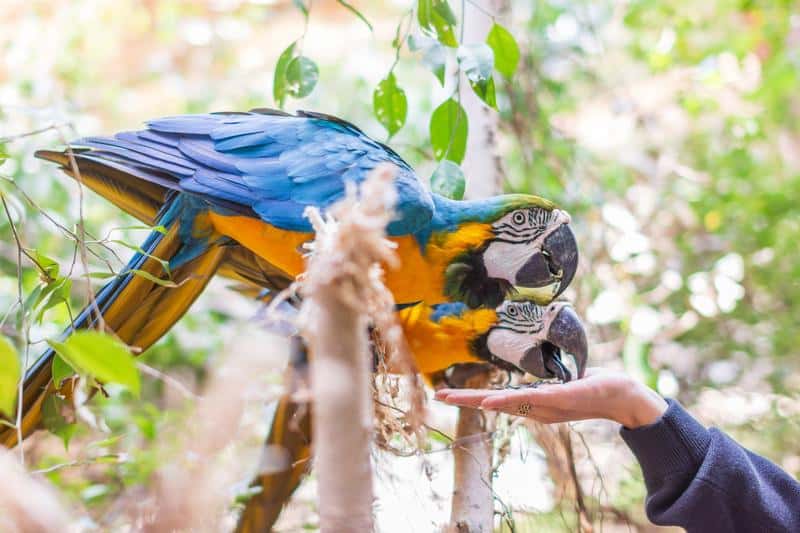 Parrot in the zoo eating seeds