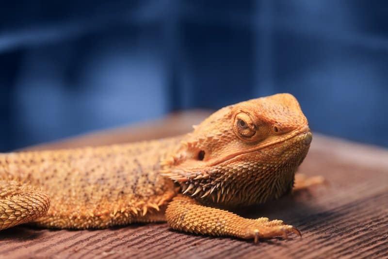 A bearded dragon on a surface indoors