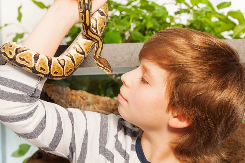 A kid holding a snake while looking at it
