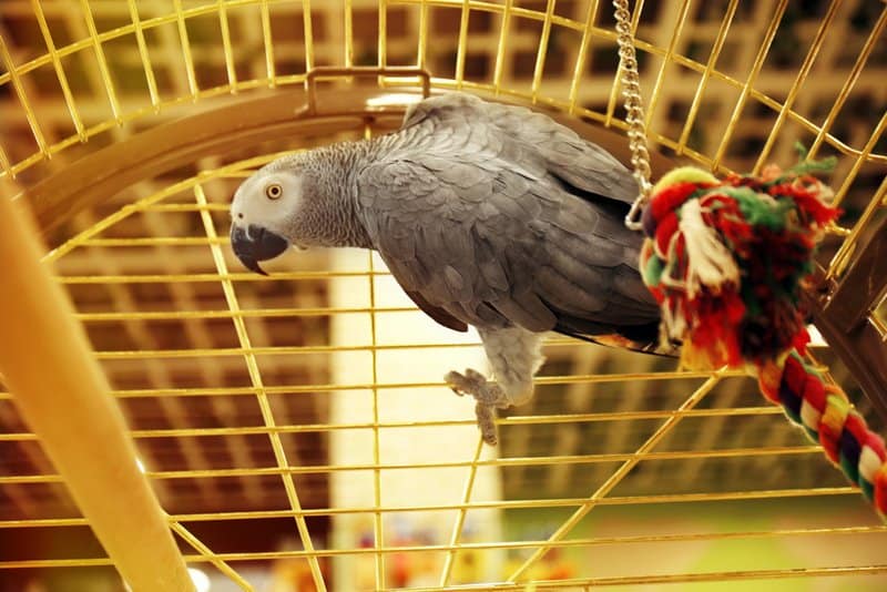 An African Grey inside a bird cage