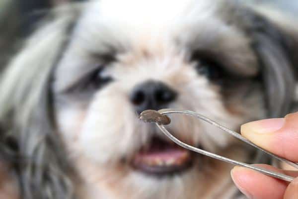 A tick held between a pair of tweezers with a dog in the background