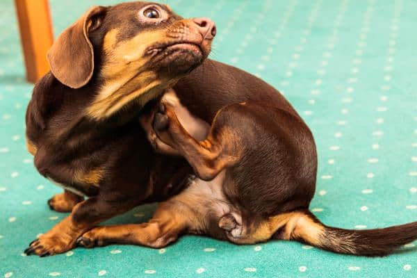 How to get rid of ticks on dogs