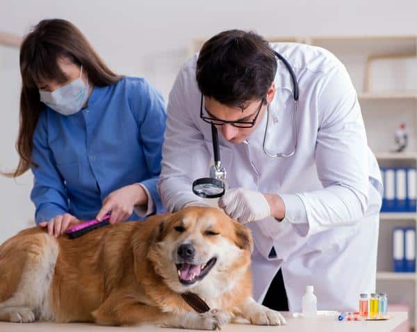 How to get rid of ticks on dogs