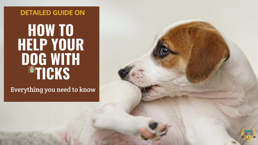 How to Help Your Dog with Ticks - a Complete Guide
