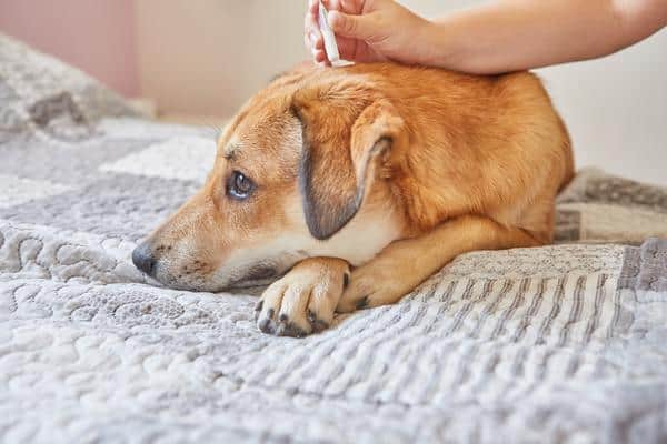 How to get rid of ticks on dogs sick dog