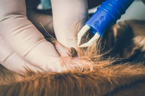 How to get rid of ticks on dogs tick remover