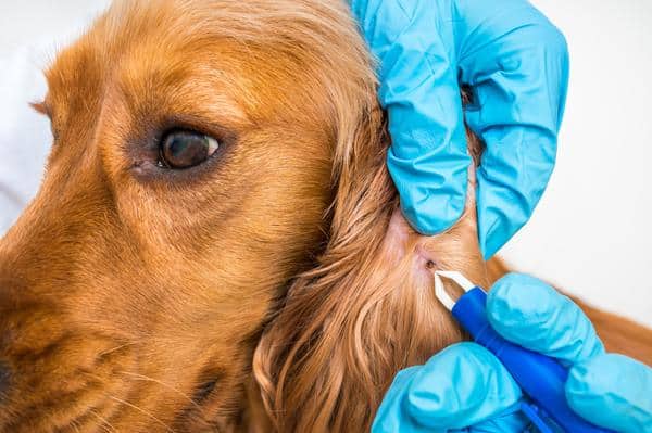 How to get rid of ticks on dogs
