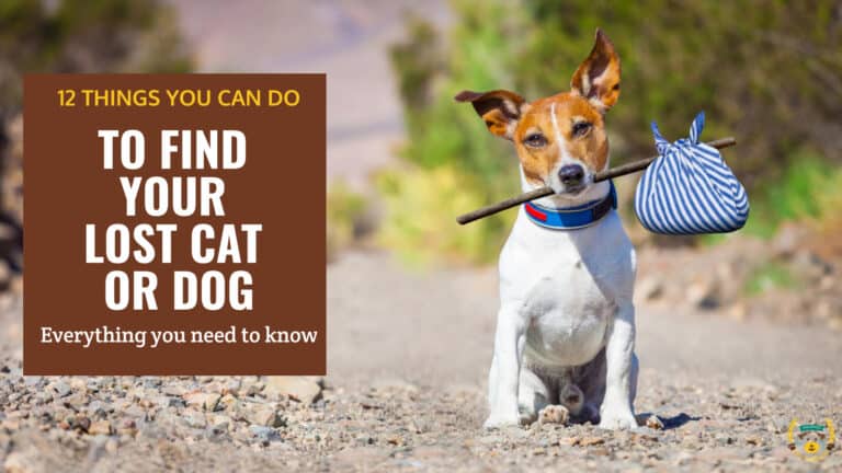 what to do if you have lost your pet