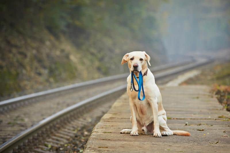 dog on the railway platform with leash in his mouth