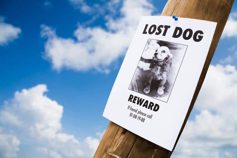 Lost dog poster nailed to a lightpost with a sky background