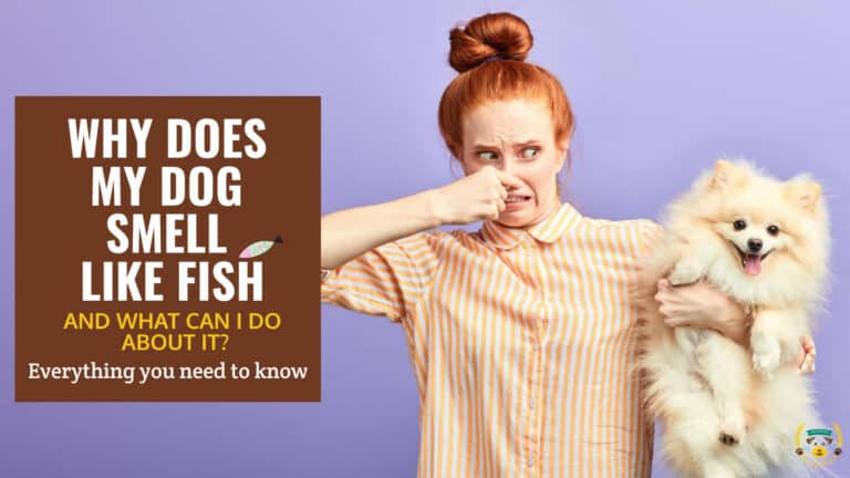 Why Does My Dog Smell Like Fish