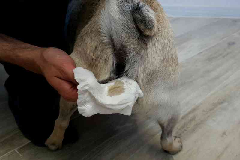 Man clean the paraanal glands of a dog. a necessary procedure for the health of dogs. Pet care.