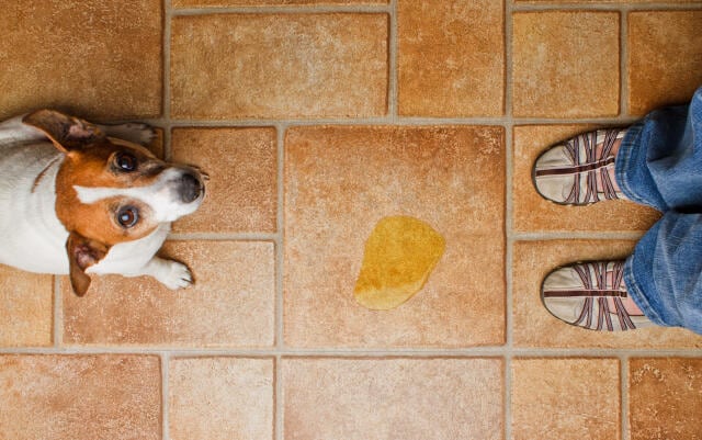 Dog scolded for urinating on the floor