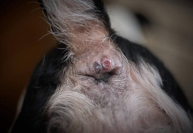 Pet anus neoplasia. inflammation of the perianal glands in a dog.