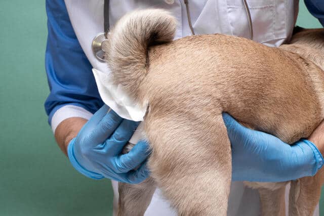 veterinarians clean the paraanal glands of a dog in a veterinary clinic. a necessary procedure for the health of dogs.