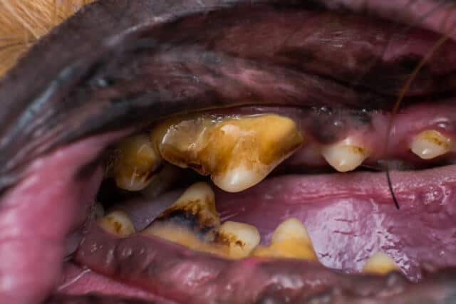 close up photo of dog teeth with bacterial plaque or tartar