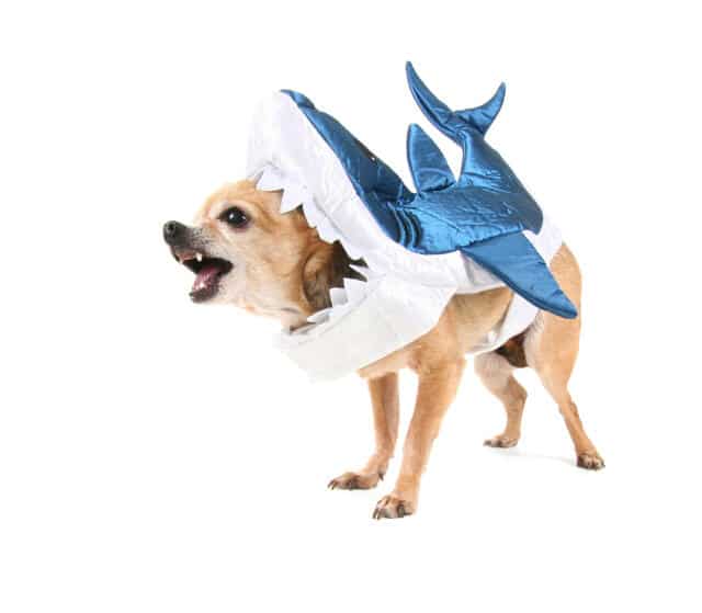 Dog in a shark costume on white background