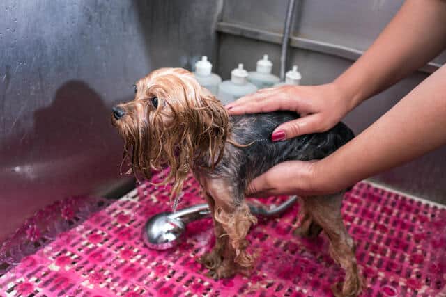A person bathing a dog in a pet store