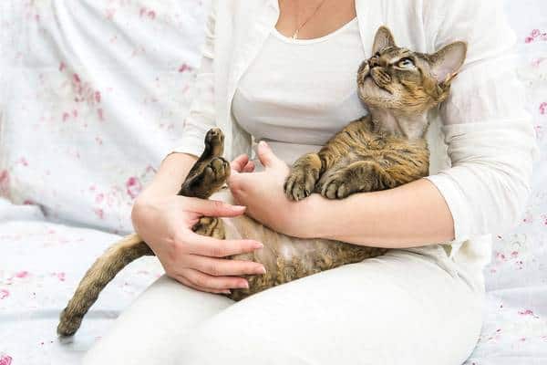 Beautiful cat staring with love on woman owner