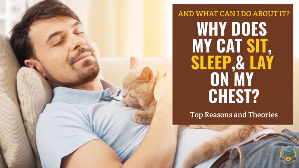Why Does My Cat Sleep on Me? Top Reasons and Theories