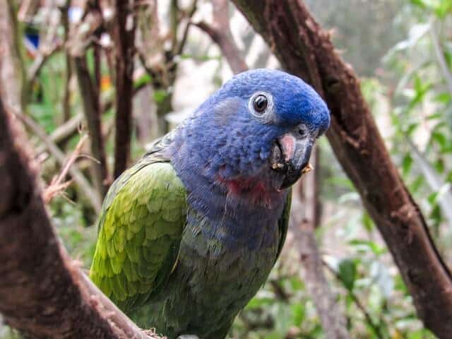 A Blue Headed Parrot