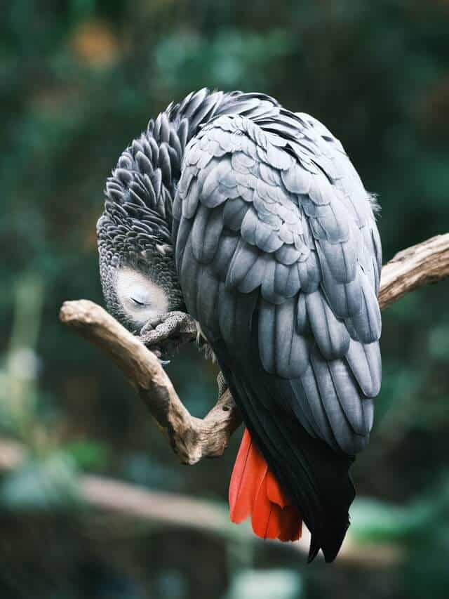 A beautifully peaceful grey parrot