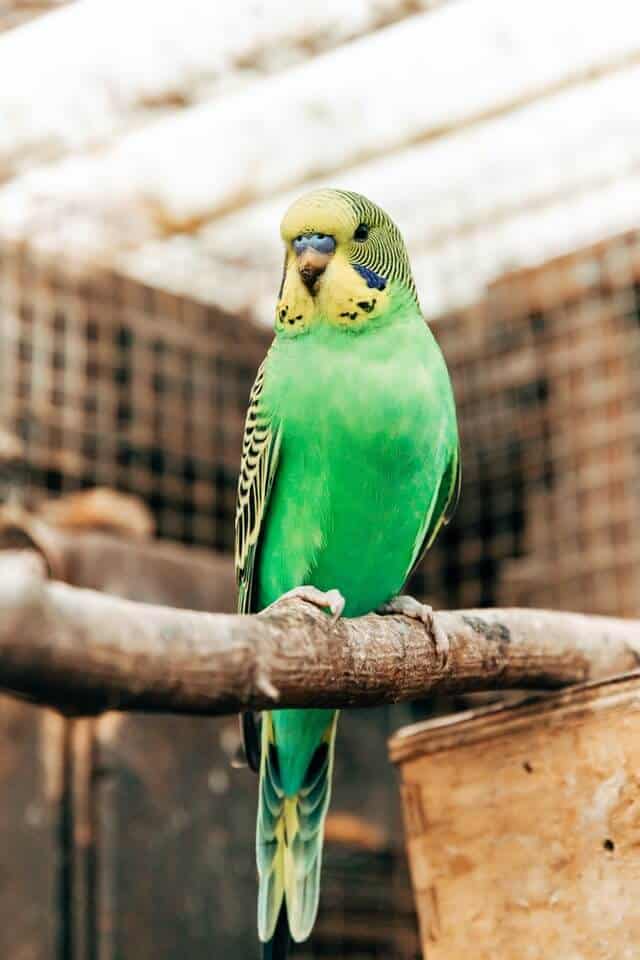 Budgerigar Parrot