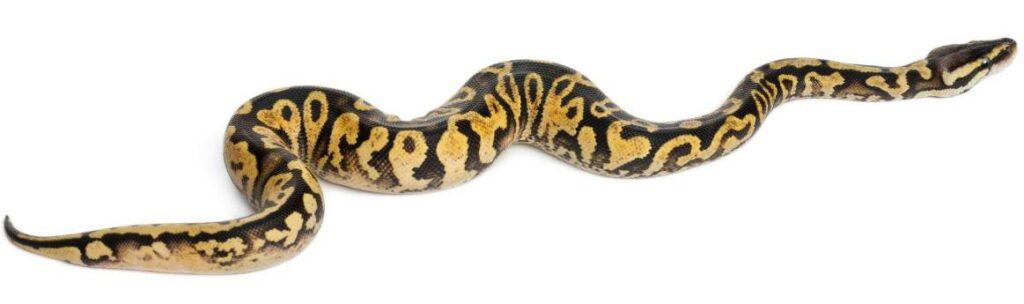Female Pastel Calico Ball Python