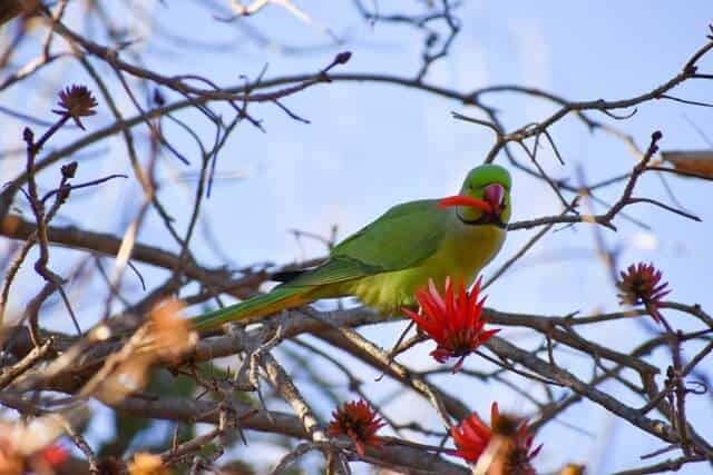 Parakeet Eating Nectar from A Tree