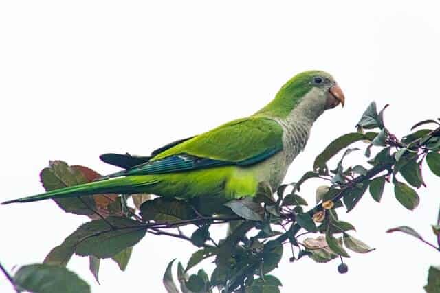Quaker Parrot (monk Parakeet)
