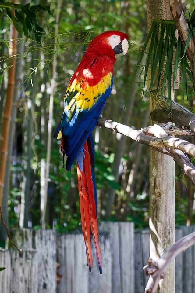 Colorful Scarlet Macaw