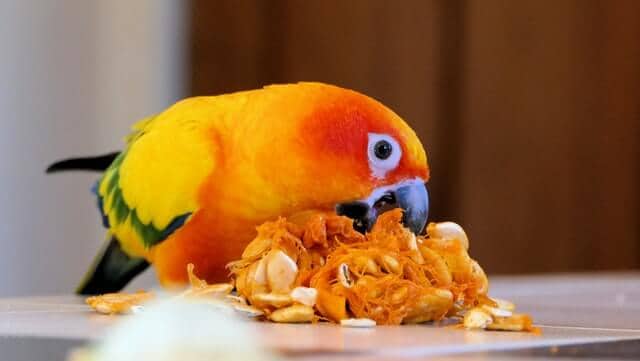 Sun Conure Eating Pumpkin Seeds