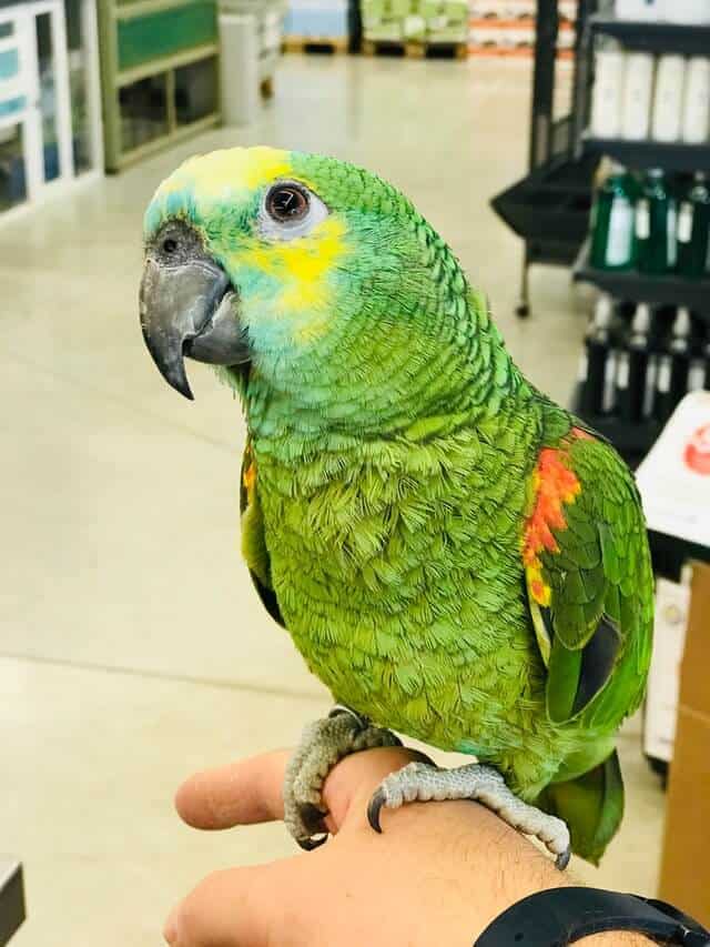 Amazon aestiva - Turquoise Fronted Amazon Parrot