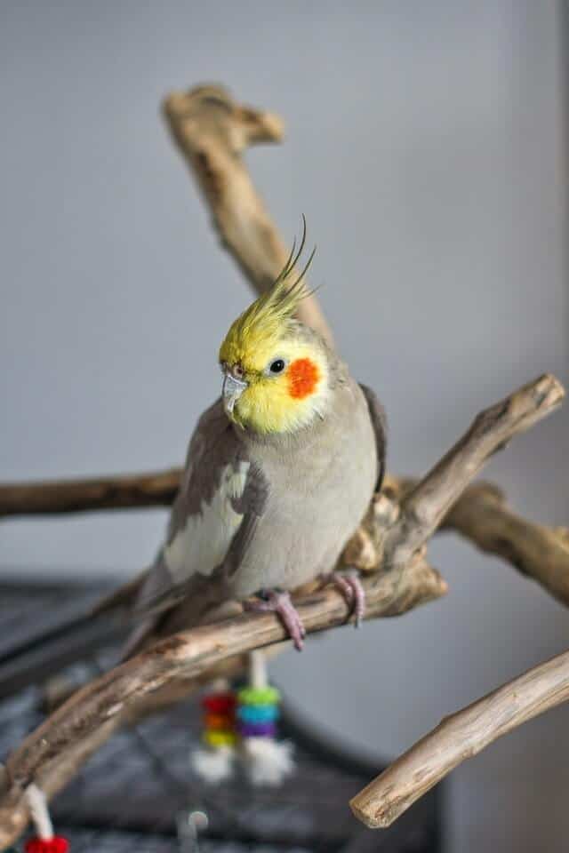 A Pretty Cockatiel the Smallest Cockatoo Parrot