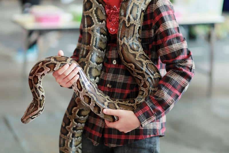 Big Royal Ball Python wrapped around a person's neck