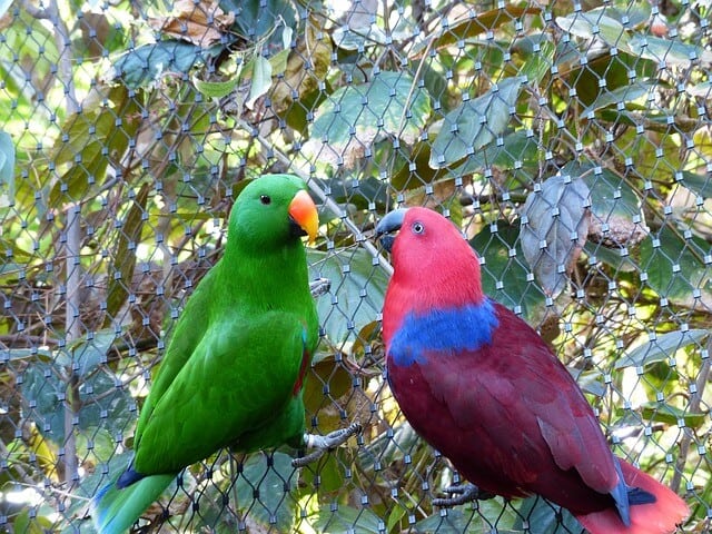 Couple of Eclectus Parrots. the Male Is to The Left and The Female to The Right