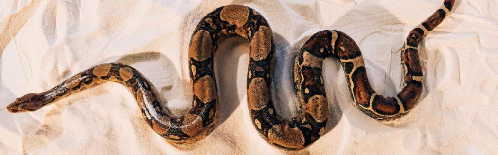 Full Grown Ball Python