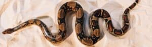 How Big Do Ball Pythons Get? Size, Weight and Growth Chart